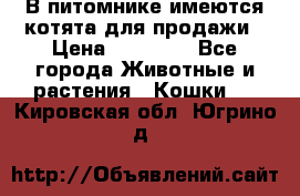 В питомнике имеются котята для продажи › Цена ­ 30 000 - Все города Животные и растения » Кошки   . Кировская обл.,Югрино д.